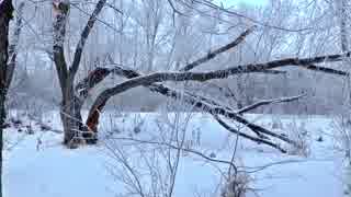 Dogs Running On A Snowy Day　高橋貴子