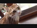 呼んだら帰ってくる猫アイちゃん
