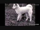 これが秋田犬？６０年前の動画が見つかる　ブチの毛・耳は折れ