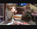 ついに１歳の誕生日を迎えました