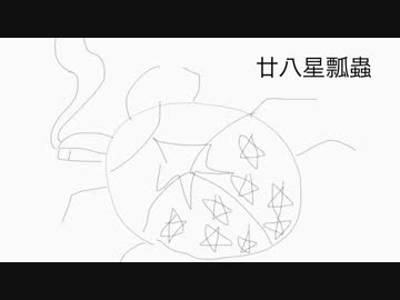 廿八星瓢蟲 【solidsmoke】
