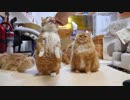 【マンチカンズ】二足立ちニャンコ