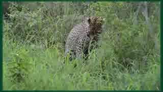 動物たちの衝撃映像 野生の本能の戦い・捕食！