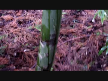 （ゆかマキ解説）変態忍者の、有害鳥獣駆除従事活動記・その２６