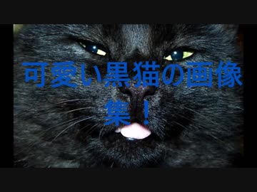 可愛い黒猫画像集！