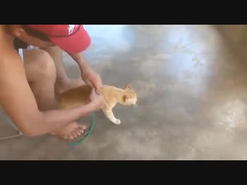 イグアナと戯れる猫ちゃん