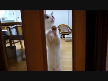 行かないでとドアガラスをカキカキするかわゆううういたんちゃん＾＾