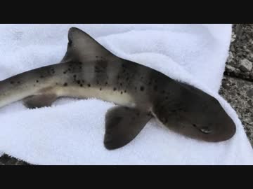 釣り動画ロマンを求めて 138釣目（東扇島西公園)