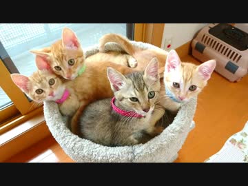 保護ねこ成長記録（3）保護21日目