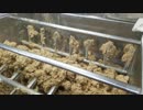 おたまやの麦味噌の仕込み 2018.03.10