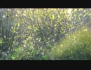 Video Of Flying Insects　＠　石川秀馬