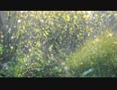 Video Of Flying Insects　＠　石川秀馬