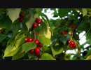 Cherry Tree　大野木健人