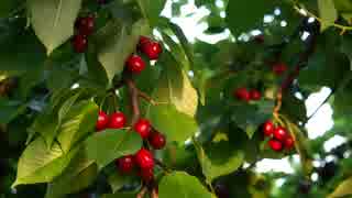 Cherry Tree　大野木健人