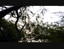 Branches of a Tree　大野木健人
