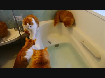 【マンチカンズ】猫が魚を追ってドボン