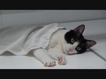 岩盤浴風にお風呂を楽しむ猫