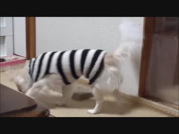 【一番激しかった猫と犬のバトル！