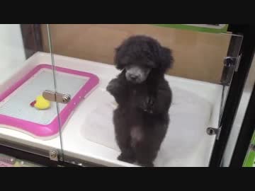 猛アピール （ペットショップ）
