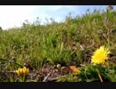 春風の/初音ミク