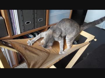 【モアクリ】 ほりほりハンモック