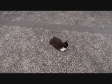 【鉄道旅行】鉄道乗りつぶしの旅　台湾編　#9　海を望む駅と猫がいる駅