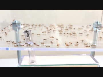 蟻戦争Ⅱ＃４ アリが100匹のゴキブリに遭遇したら戸惑いが凄いｗ編