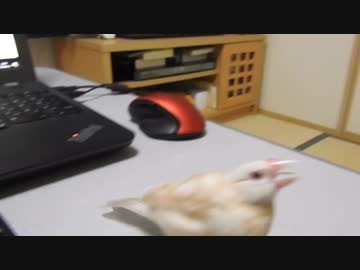 【文鳥】キーボードを打つ手に怒る