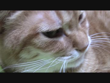 拾いねこ＠生後2075/2042日目　落ち着いてるアコツキさん。