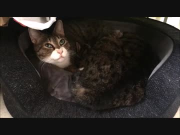 【こげつく】バトルしたりマッタリしたり