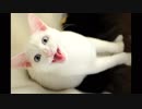 【 猫 】大きくなったけど実はまだ子猫　その42