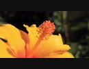 Close Up Video Of A Yellow Flower　辻泰秀