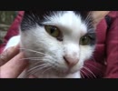 伏見稲荷のねこ