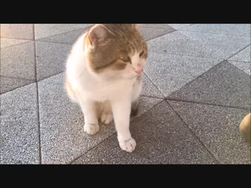 【こげつく】SAの野良猫さんとこげとおにぎり