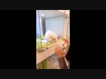 ペットショップでこんな事されたら家族にするしかないだろー