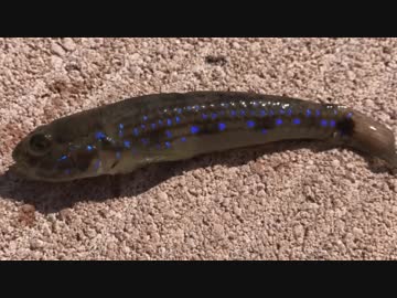 釣り動画ロマンを求めて 139釣目（杉田臨海緑地)