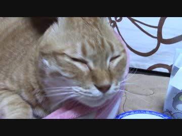 拾いねこ＠生後2076/2043日目　ソファーに集合。