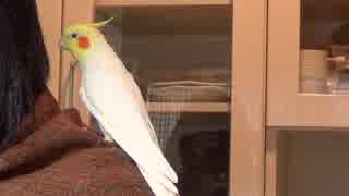 歌う皿洗い監視員　オカメインコのカメちゃん