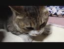ツンギレ猫ミーちゃんまたブチギレる