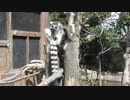 アソコがビンビンのワオキツネザル