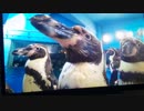 ペンギンショータイム「ペングィーーーン」