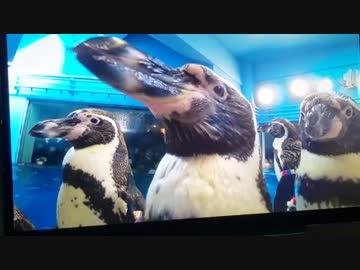 ペンギンショータイム「ペングィーーーン」