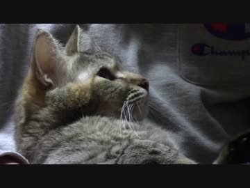 拾いねこ＠生後2077/2044日目　アコツキに上目遣いで見られる幸せ。