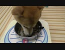 柴犬小春　【マニア限定ASMRマラソン１ｈ】盛大なる食べつくしまとめ総集編！