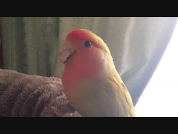 食べカス