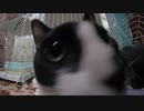 【Jean & Pont 926】去勢の術後2日でフルパワーに戻る保護猫兄弟