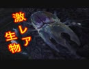 【MHW】激レア生物！コダイジュノツカイを追え！#5