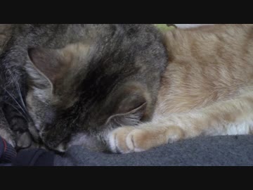 拾いねこ＠生後2078/2045日目　再びソファーに集合。