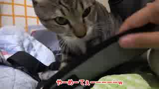 リュックを突如噛み噛みしだす子猫