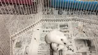 ハムスターお見合い大作戦４